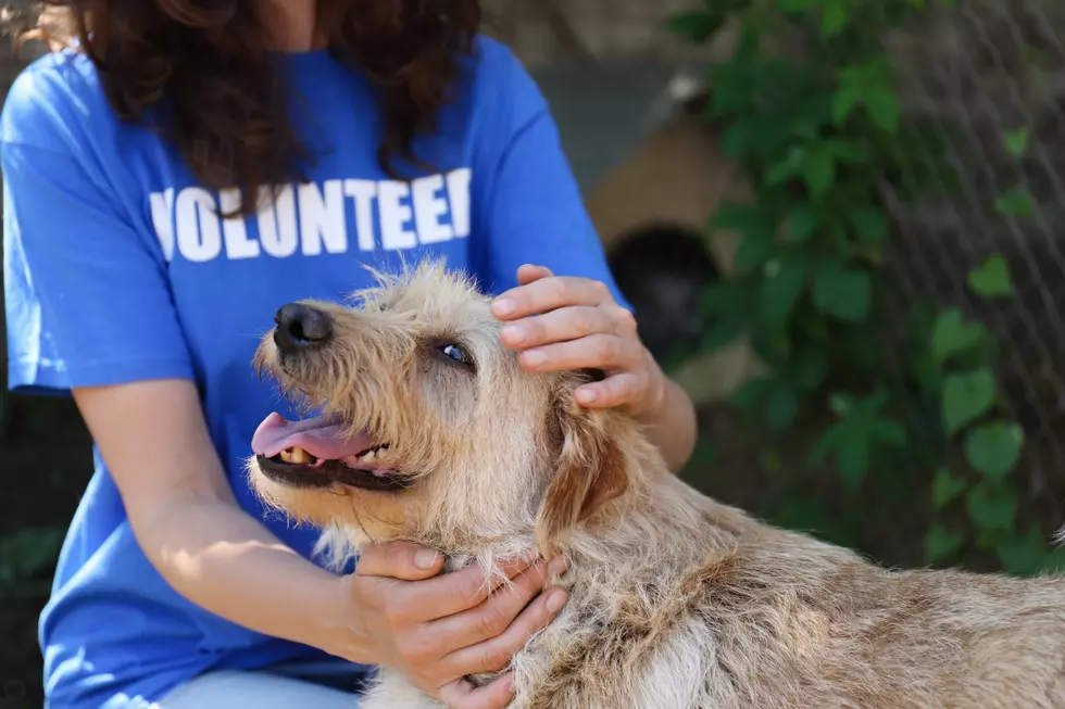 For The First Time Ever, Montana Is Now A “No-Kill” State